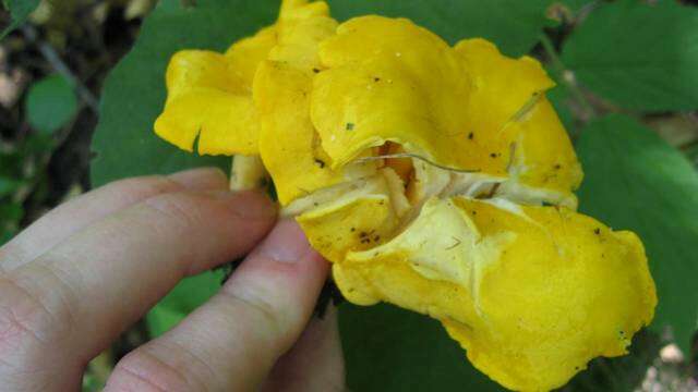 Image de Cantharellus flavus Foltz & T. J. Volk 2013