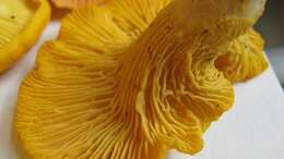 Image of Cantharellus flavus Foltz & T. J. Volk 2013