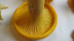 Image of Cantharellus flavus Foltz & T. J. Volk 2013