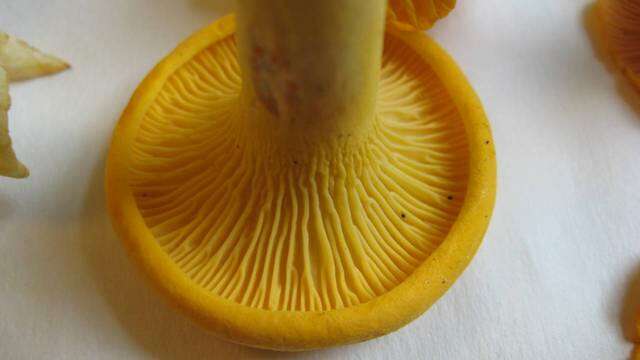 Image de Cantharellus flavus Foltz & T. J. Volk 2013