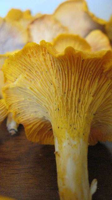 Image de Cantharellus flavus Foltz & T. J. Volk 2013