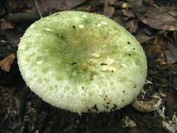 Image of Russula parvovirescens Buyck, D. Mitch. & Parrent 2006