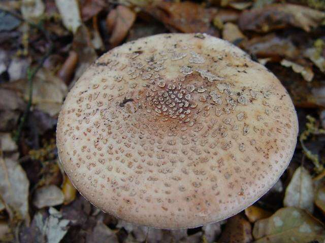 Image of Amanita