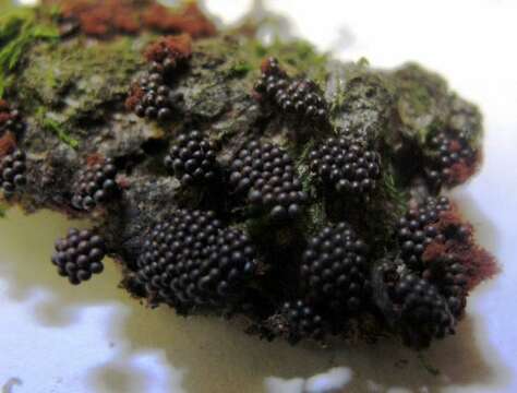 صورة Metatrichia vesparium