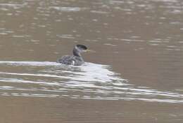 Image of Red-necked Grebe