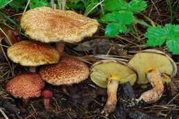 Image of Clinton’s boletus