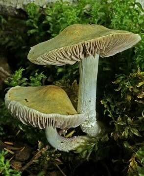 Image of Stropharia