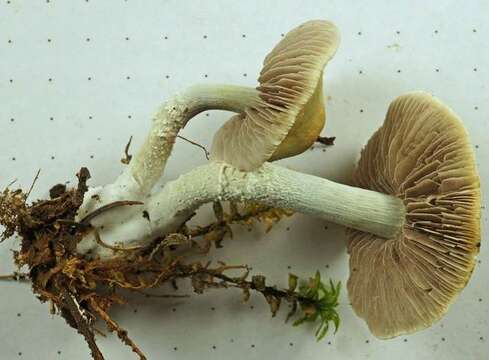 Image of Stropharia