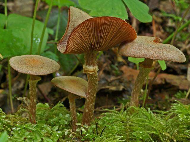 Image of Tubaria confragosa (Fr.) Harmaja 1978