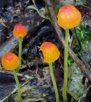 Image of Mycena acicula (Schaeff.) P. Kumm. 1871