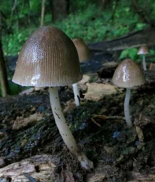 Image of Pluteus longistriatus (Peck) Peck 1885