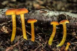 Image of waxcaps (fungi)