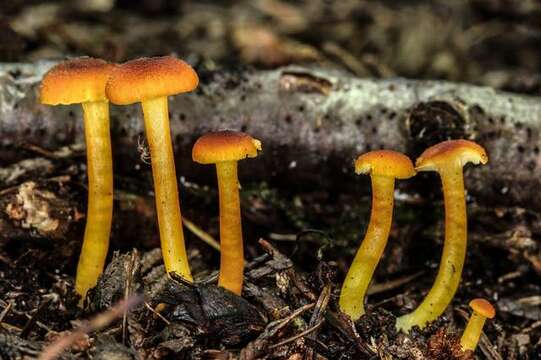 Image of waxcaps (fungi)