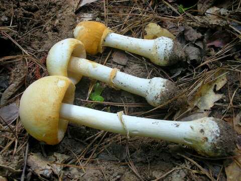 Image of <i>Amanita roseitincta</i> (Murrill) Murrill