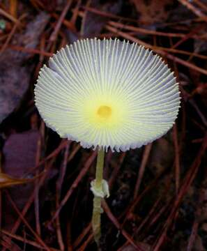 Image of Leucocoprinus fragilissimus (Ravenel ex Berk. & M. A. Curtis) Pat. 1900