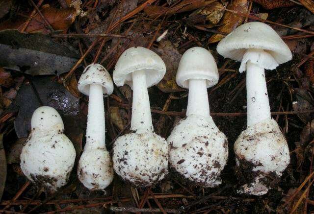 Image of Amanita bisporigera G. F. Atk. 1906