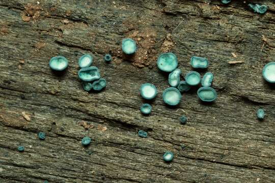 Image of Chlorociboria aeruginosa (Oeder) Seaver ex C. S. Ramamurthi, Korf & L. R. Batra 1958