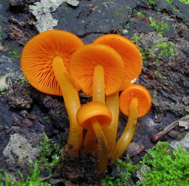 Image of Mycena leaiana (Berk.) Sacc. 1891