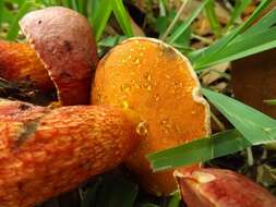 Image of Butyriboletus floridanus (Singer) G. Wu, Kuan Zhao & Zhu L. Yang 2016