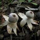 Image de Geastrum minimum Schwein. 1822