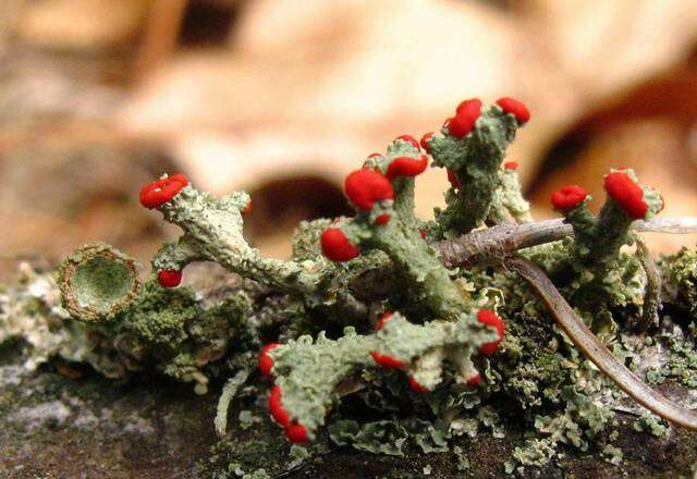 Слика од Cladonia cristatella Tuck.