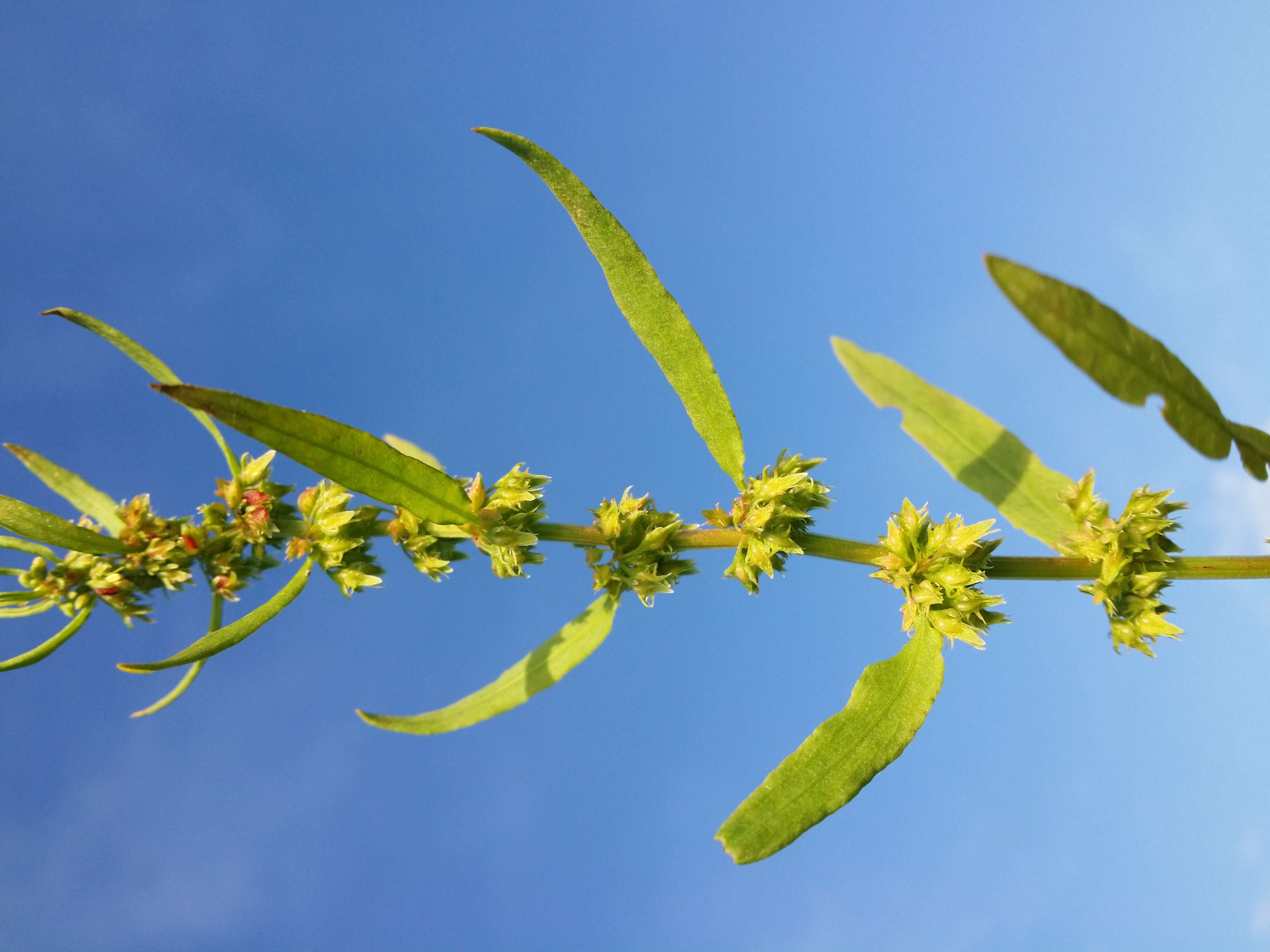 Rumex palustris Sm. resmi