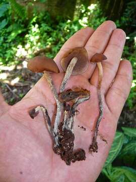 Image of Psilocybe yungensis Singer & A. H. Sm. 1958