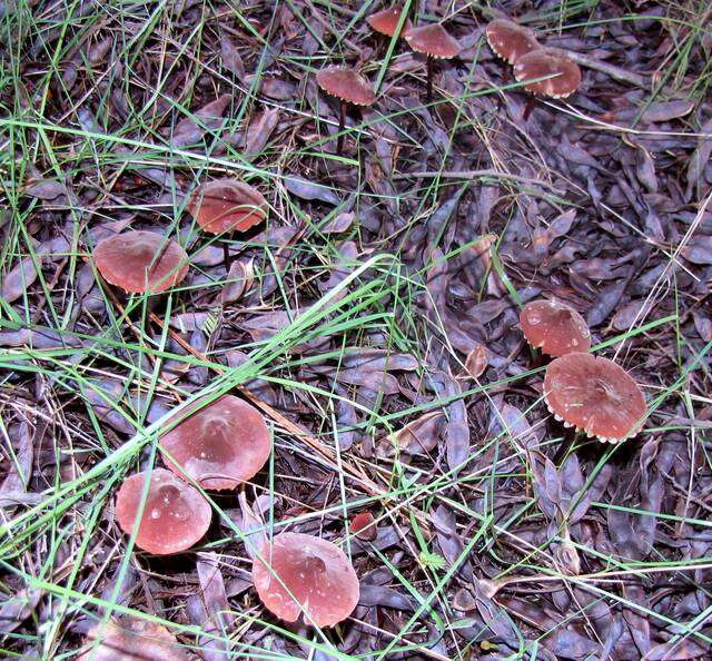 Image of Marasmius