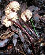 Image of Marasmius