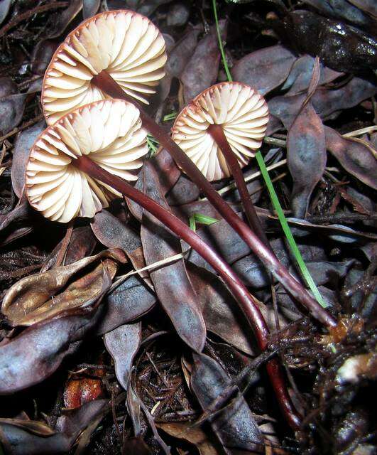 Image of Marasmius