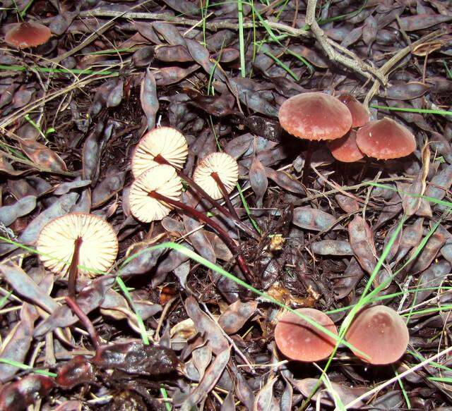 Image of Marasmius