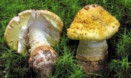 Image of <i>Amanita flavorubens</i>