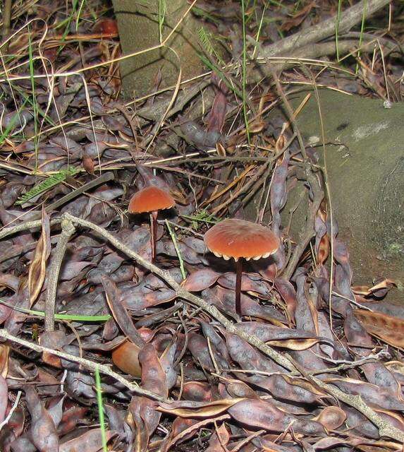 Image of Marasmius