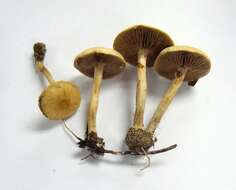 Image de Agrocybe