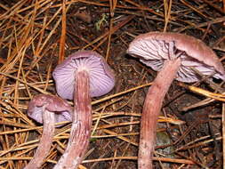 Image of Hydnangiaceae