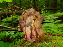 Image of Gyromitra sphaerospora (Peck) Sacc. 1889