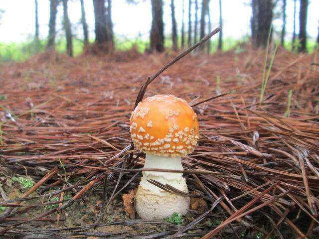 Image of Amanita persicina (Dav. T. Jenkins) Tulloss & Geml 2015