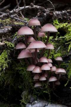 Image of Mycena