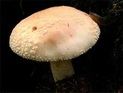 Image of Amanita