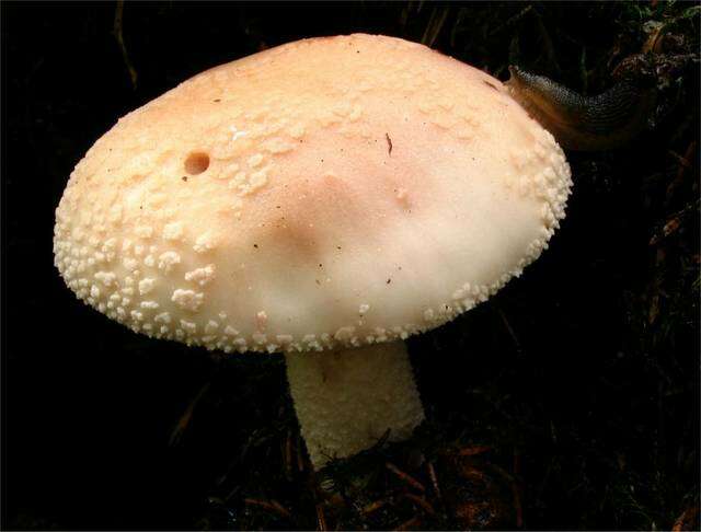 Image of Amanita