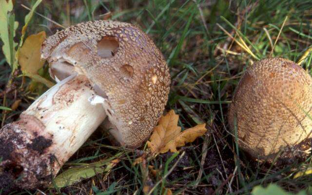 Image of Amanita