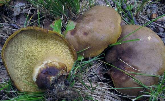 Sivun Boletinellaceae kuva