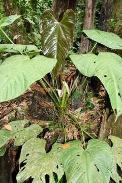 Anthurium formosum Schott resmi