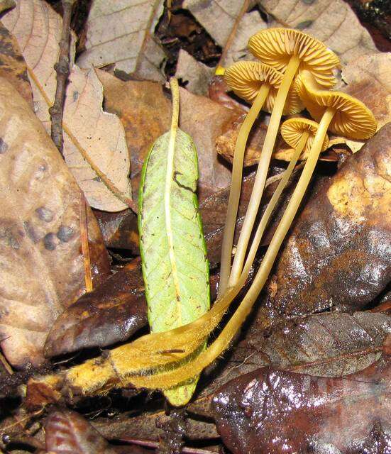 Mycena aurantiomarginata (Fr.) Quél. 1872 resmi