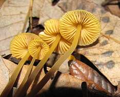 Mycena aurantiomarginata (Fr.) Quél. 1872 resmi