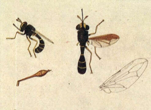 Image of Physocephala nigra (De Geer 1776)