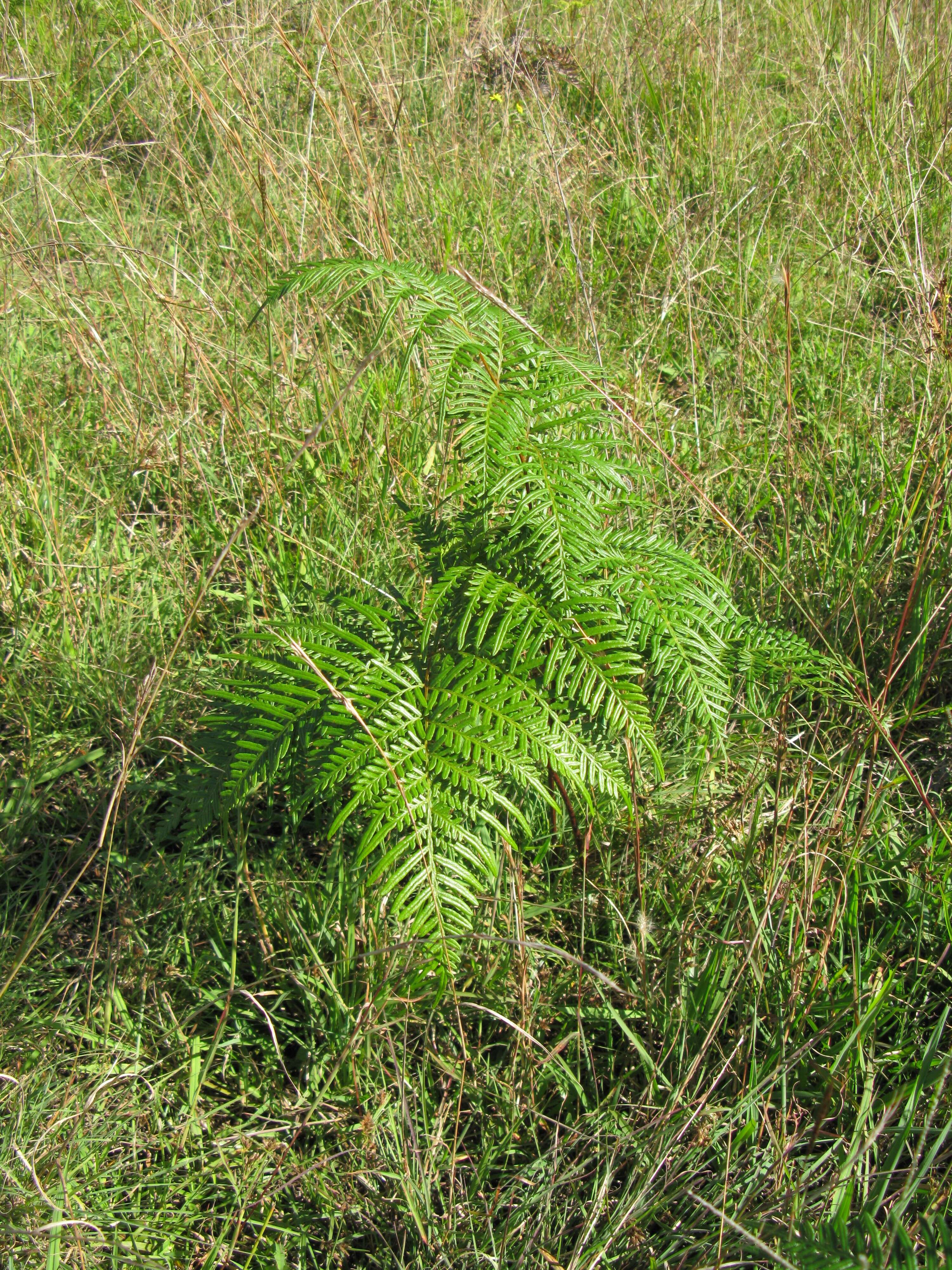 Image of Pteridium esculentum (G. Forst.) Nakai