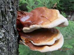 Image of Ganoderma tsugae Murrill 1902