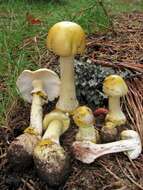 Image of <i>Amanita flavorubens</i>