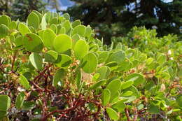 Image of greenleaf manzanita